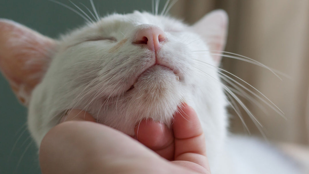猫のニキビの原因と対策を獣医師が詳しく解説