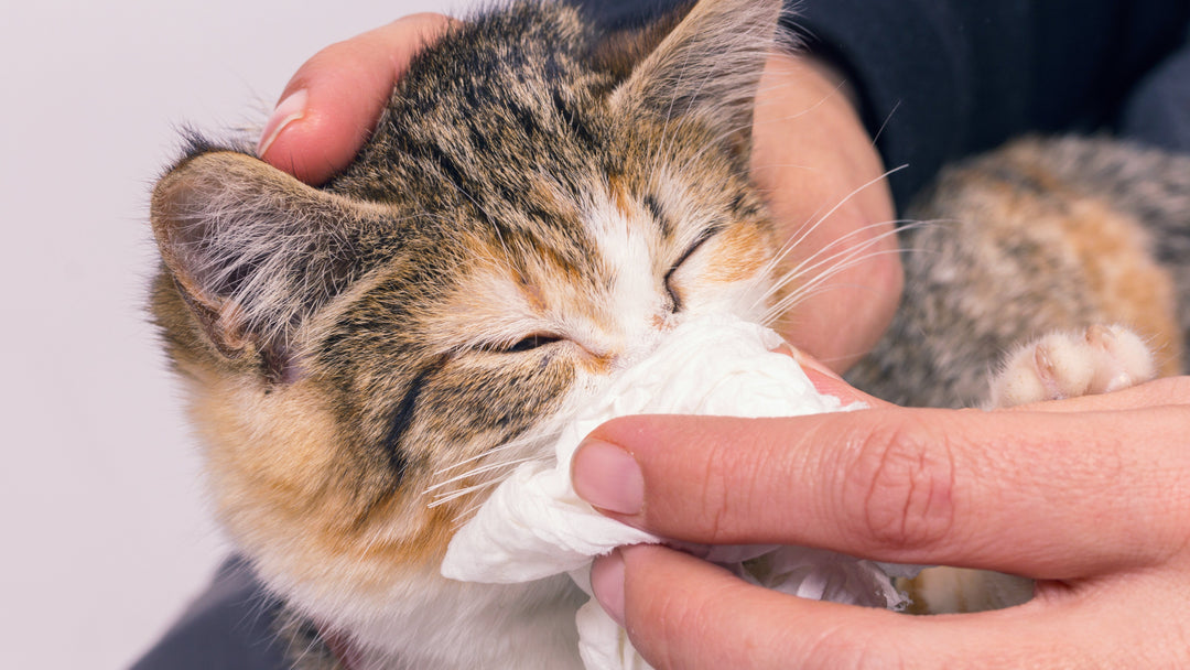 猫の鼻水の原因と考えられる病気を獣医師が詳しく解説