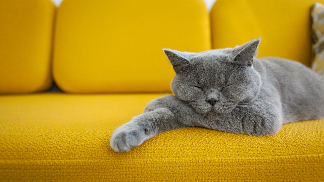 猫のいびきの原因と考えられる病気を獣医師が詳しく解説