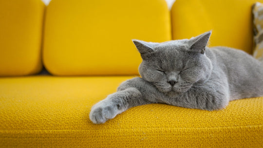 猫のいびきの原因と考えられる病気を獣医師が詳しく解説