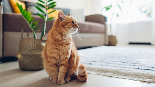 【獣医師が教える】猫の留守番を安心にするための準備と対策ガイド