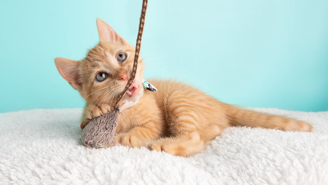 猫が誤飲・誤食したときの見分け方や応急処置、受診までの流れを獣医師が解説