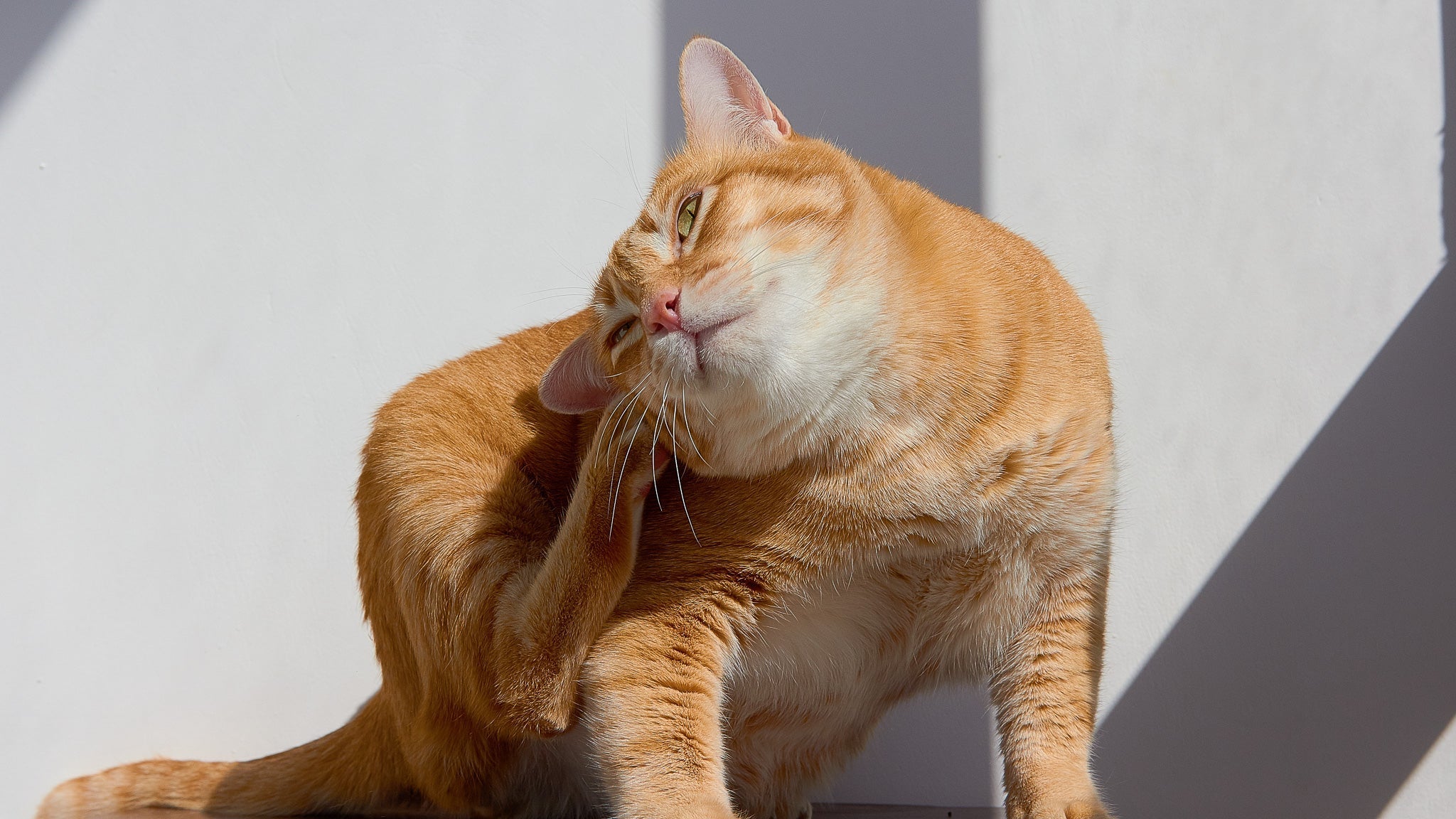 猫のアレルギー性皮膚炎とは？原因・症状・治療法を獣医師が徹底解説