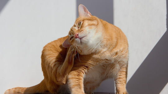 猫のアレルギー性皮膚炎とは？原因・症状・治療法を獣医師が徹底解説