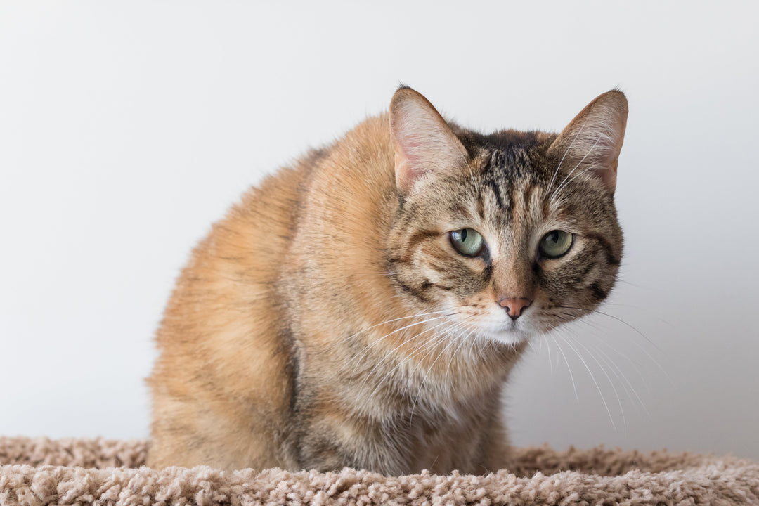 猫の膀胱炎にご注意！原因・症状・治療法を獣医師が詳しく解説
