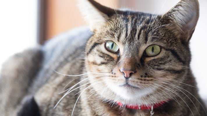 【2024年版】猫伝染性腹膜炎（FIP）の治療法ガイド：最新情報と治療の選択肢