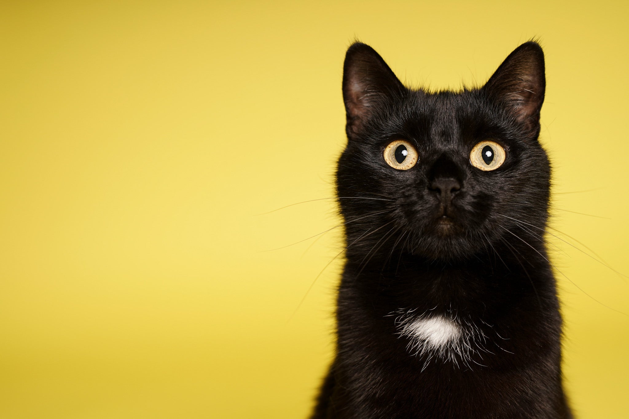 黒猫に似合うおすすめの首輪の色6選