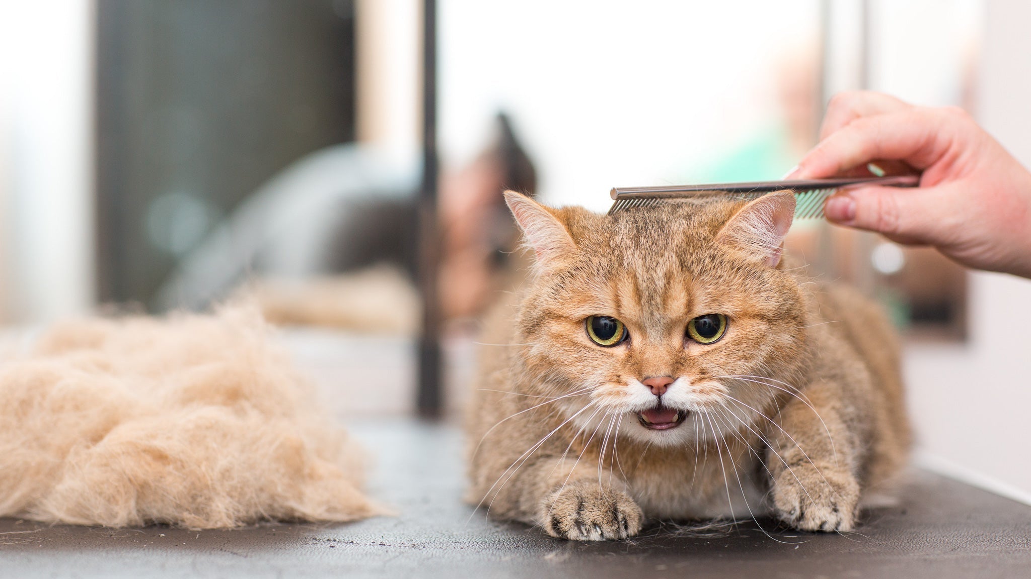 猫のフケの原因と改善策を獣医師が詳しく解説