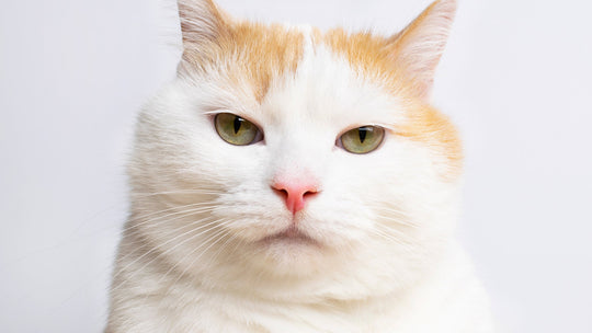 猫にとって首輪はストレス？首輪の選び方とストレスを減らすコツ