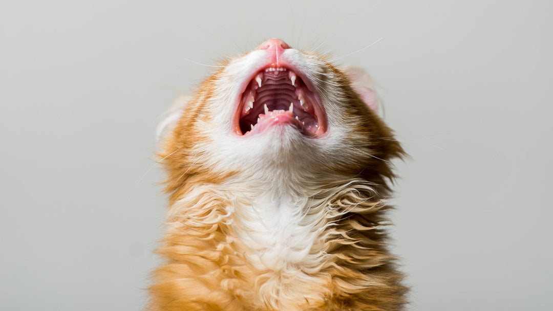 猫がずっと鳴いているのはストレスなのか？猫の鳴き声の種類を獣医師が詳しく解説