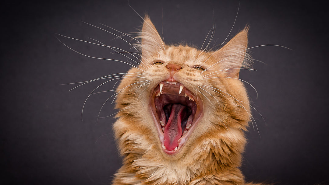 猫の歯周病とは？原因や治療法、予防方法を獣医師が詳しく解説
