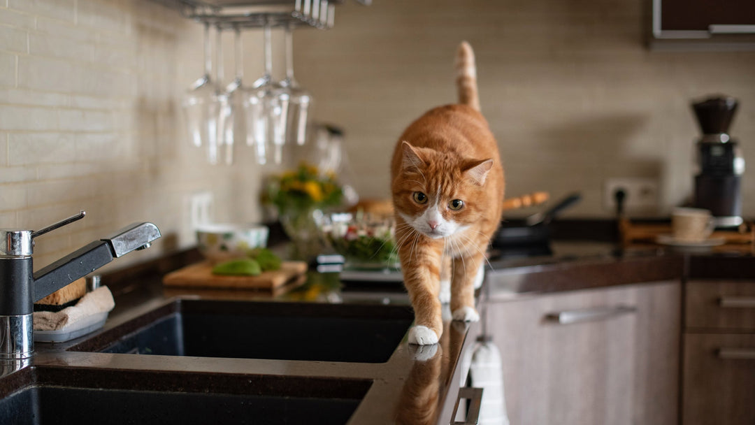 猫をキッチンに上がらせない対策とは？ヤケドやけがを防ぐ侵入防止グッズをご紹介