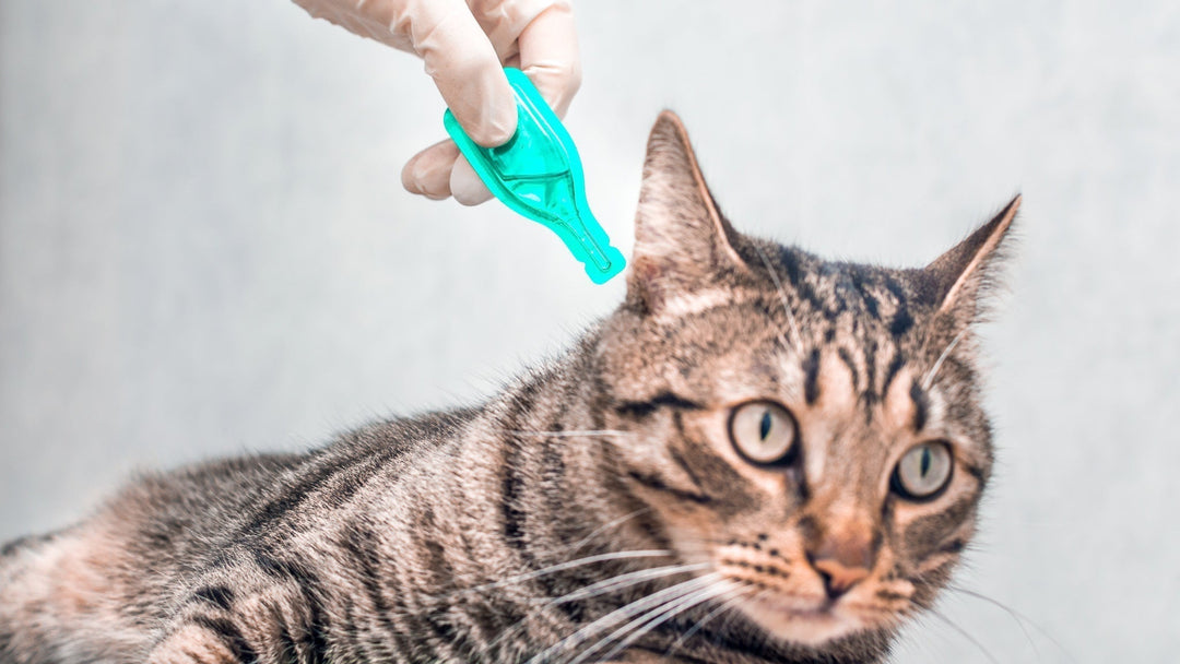 猫のノミ・ダニ駆除薬はどれが一番良いのか獣医師が詳しく解説