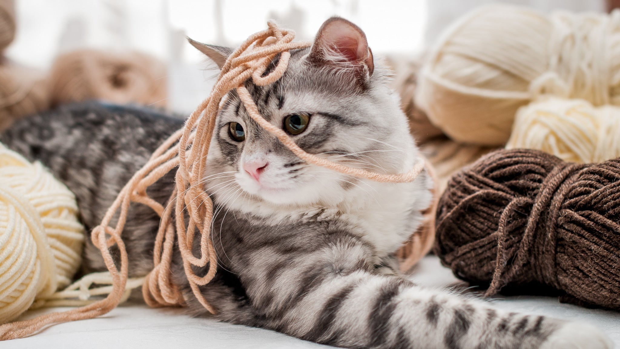 獣医師が教える！猫が誤飲・誤食しやすいものランキングと対処法