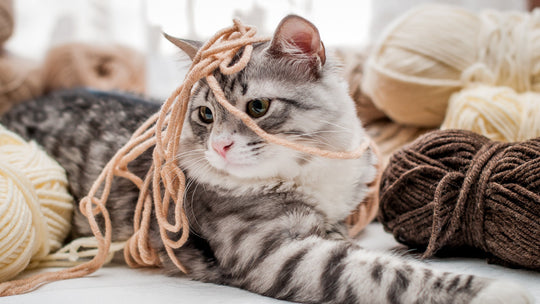 獣医師が教える！猫が誤飲・誤食しやすいものランキングTOP5と対処法