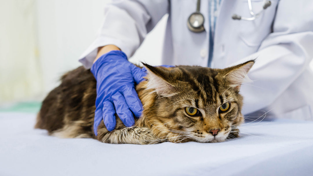 【獣医師が解説】猫の変形性関節症：症状、原因、効果的な治療法ガイド