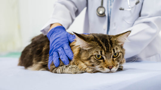 【獣医師が解説】猫の変形性関節症：症状、原因、効果的な治療法ガイド