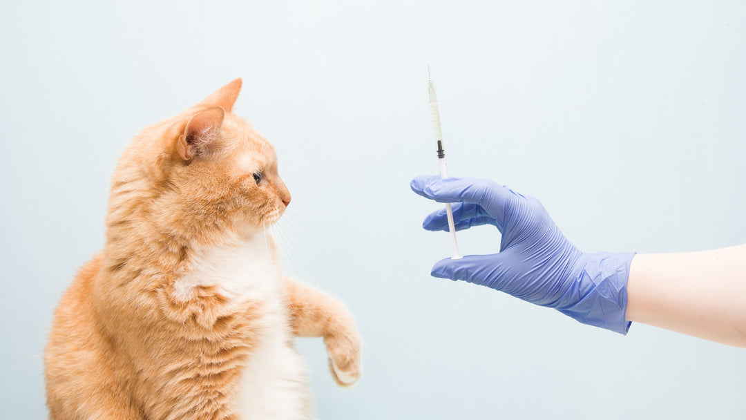 猫のワクチン接種はなぜ必要？種類や時期、費用を獣医師が詳しく解説