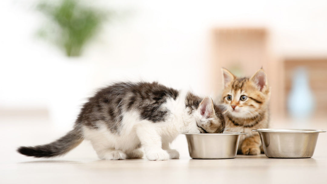 子猫のエサの与え方やフードの選び方、食べない時の対処法を獣医師が詳しく解説