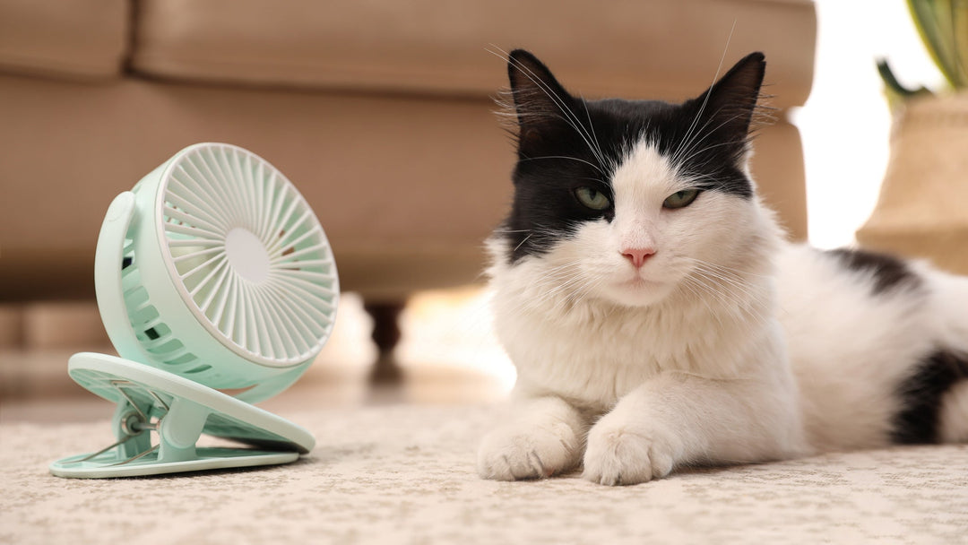 【保存版】猫が熱中症になった？見分け方と応急処置、受診までの流れを獣医師が解説