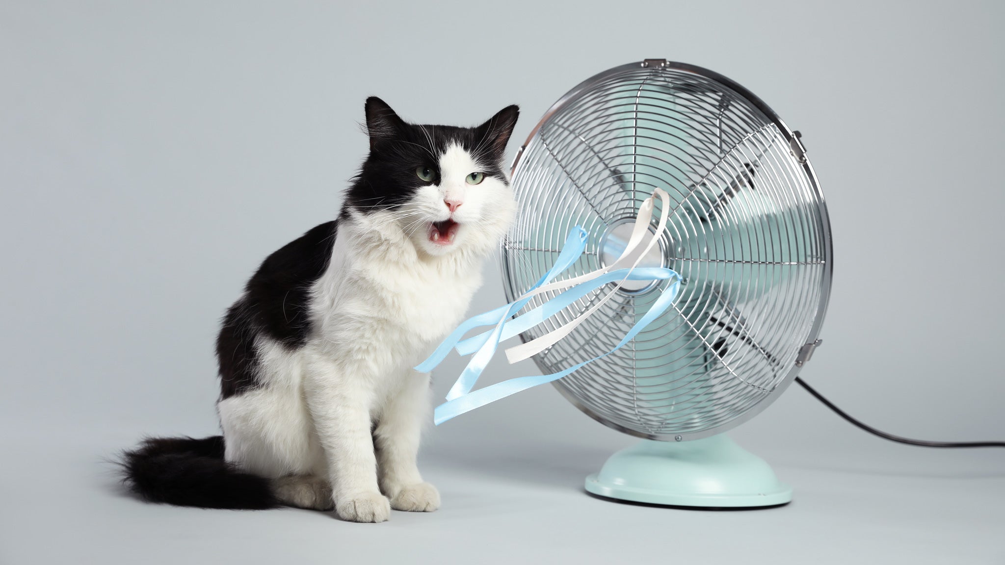 【獣医師執筆】猫の夏バテの原因・症状・対策を徹底解説｜動物病院を受診すべきサインとは？