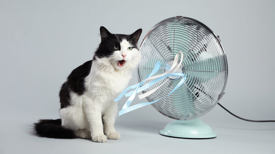 【獣医師執筆】猫の夏バテの原因・症状・対策を徹底解説｜動物病院を受診すべきサインとは？