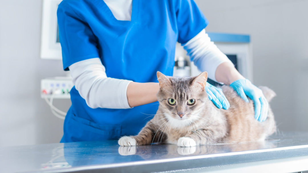 猫の健康診断は何歳から受けるべき？ 内容や費用目安を獣医師が解説