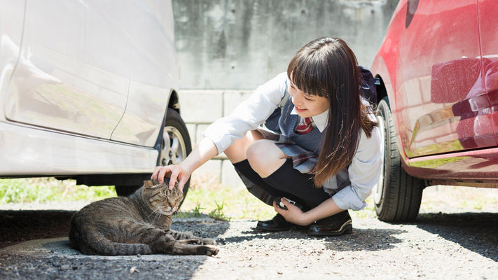 【獣医師執筆】野良猫を見つけたらどうする？正しい保護方法と関わり方を解説
