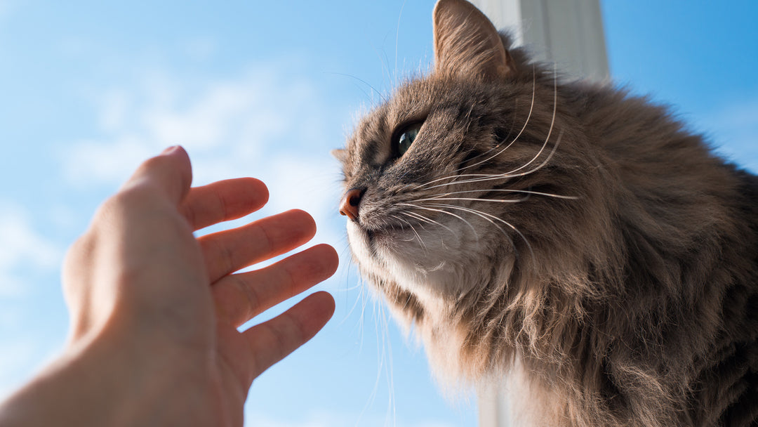 猫のお墓は必要？庭やペット霊園、飼い主と一緒などの種類と供養の方法を詳しく解説