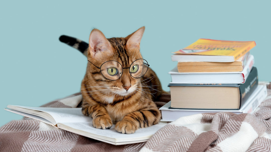 猫のおすすめ資格10選！ペット業界への就職や飼い方に役立つ資格を解説