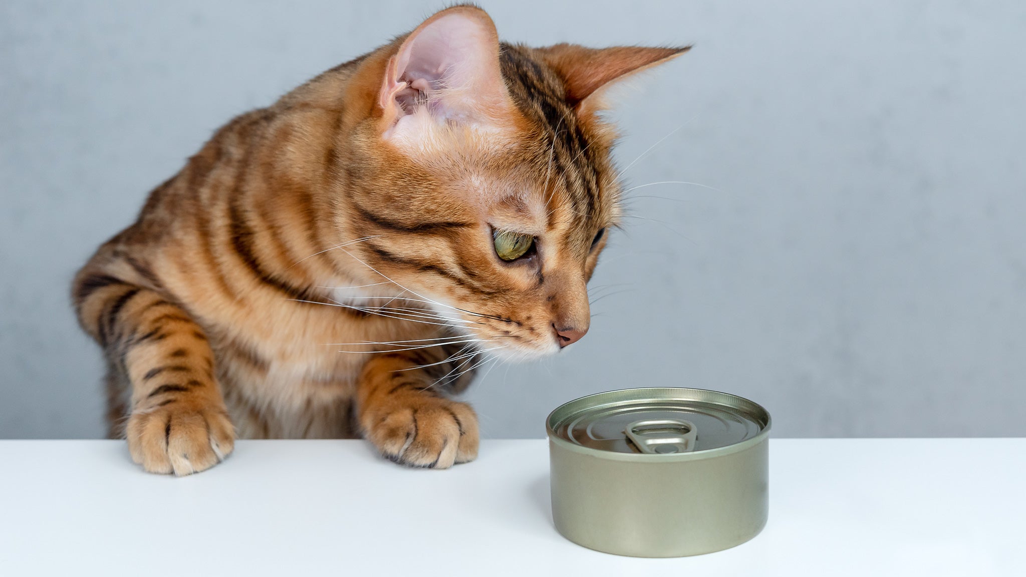 猫の偏食対策！ドライフードとウエットフードの比率やカロリー計算の方法を獣医師が詳しく解説
