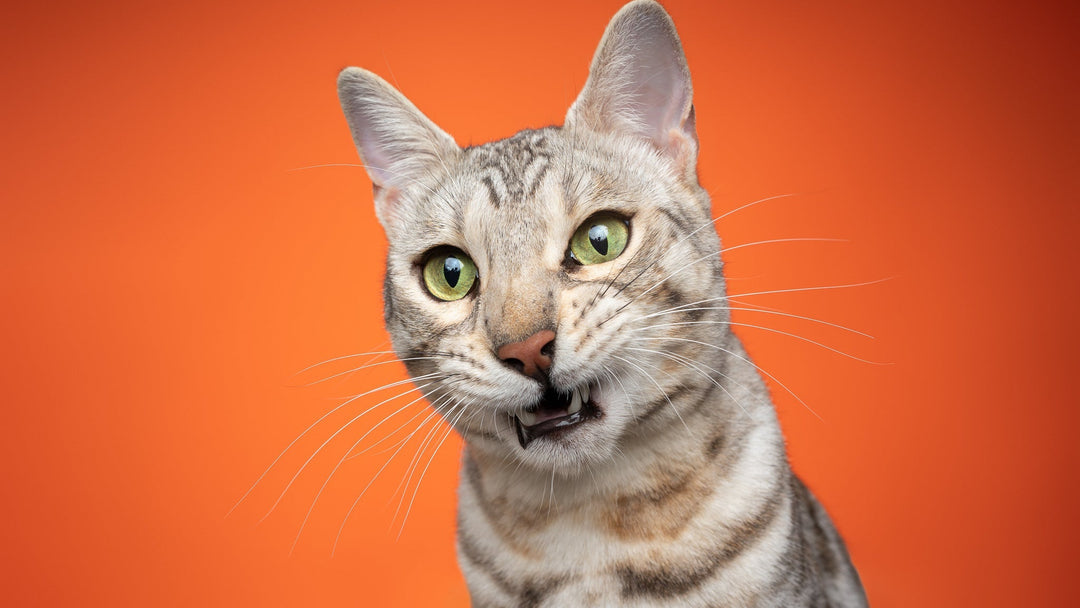 猫のしゃっくりが止まらない原因とは？病院に連れて行くべき症状を獣医師が詳しく解説