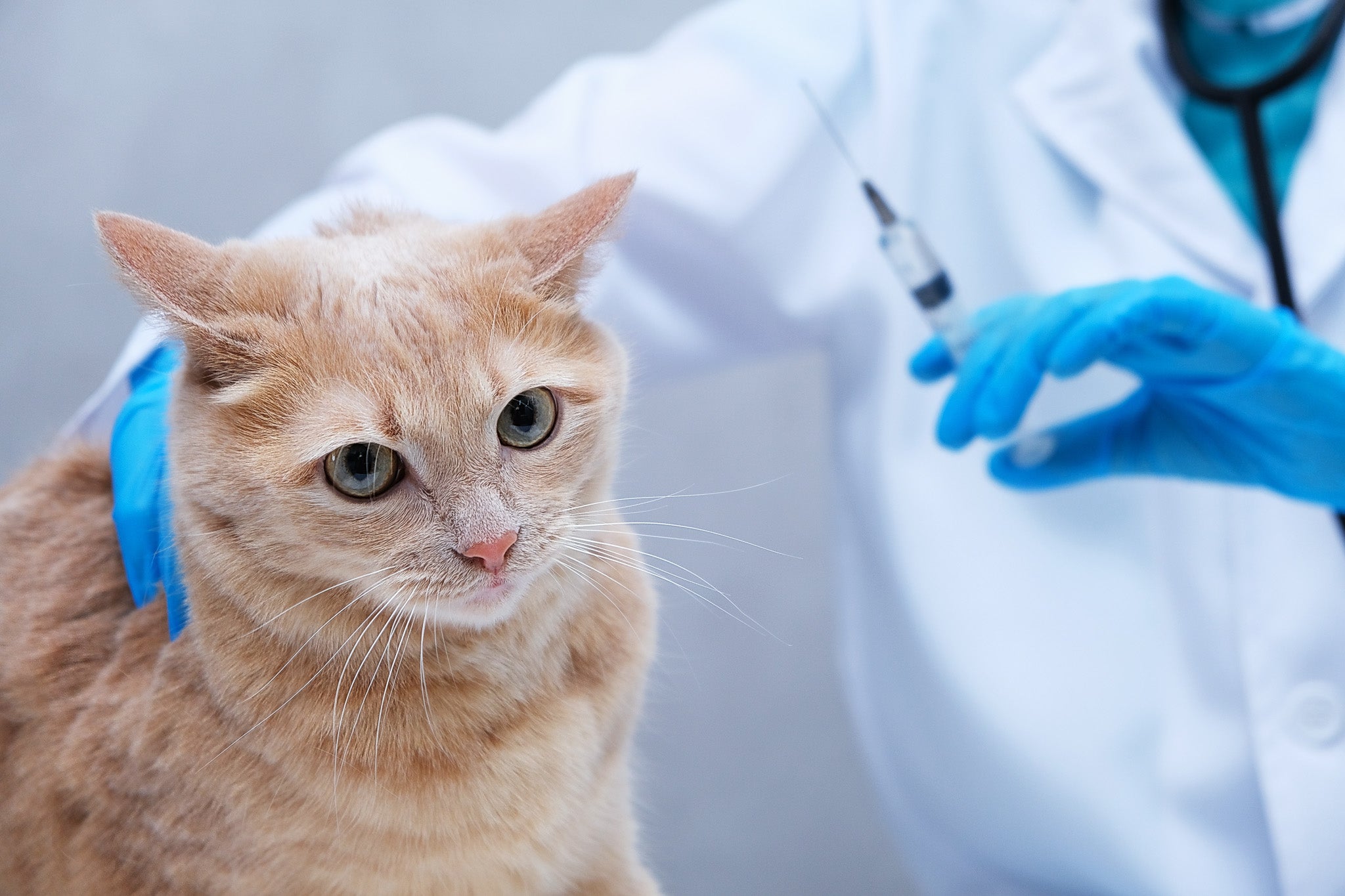 猫の注射部位肉腫とは？原因・症状・予防法を獣医師が徹底解説