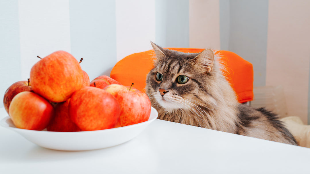 猫好きさん必見！愛猫にりんごをあげても大丈夫？安全に与える方法とは？