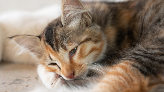 猫白血病ウイルス感染症とは？症状・治療法を獣医師が解説