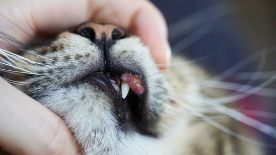 【獣医師執筆】猫の好酸球性肉芽腫症候群とは？原因・症状・治療法と自宅でできるケアを解説