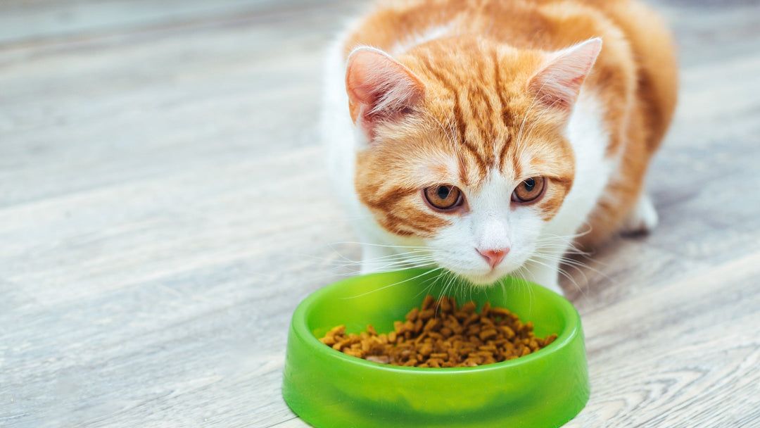 【獣医師執筆】猫の療法食とは？選び方と与え方のポイントを解説