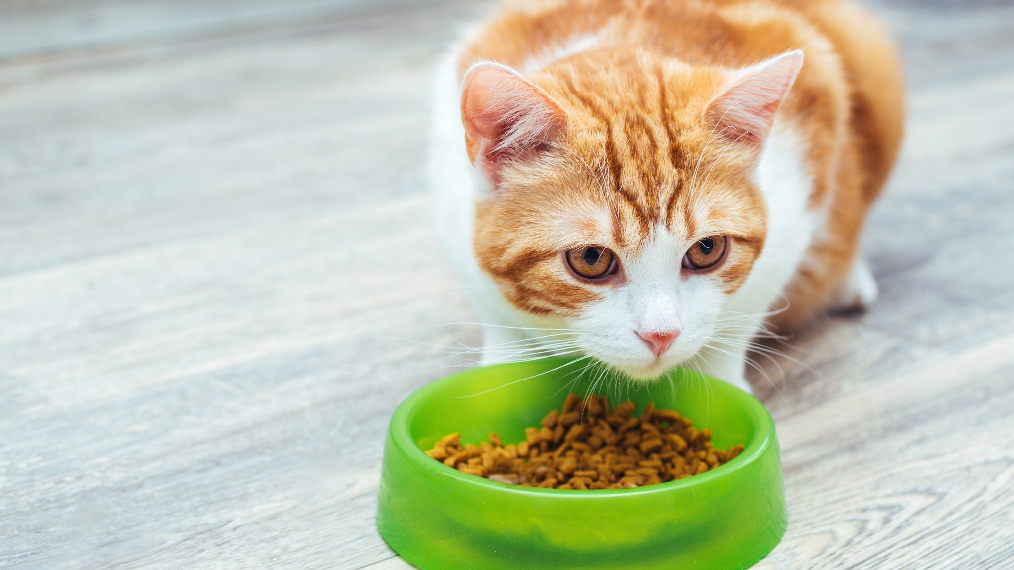 【獣医師執筆】猫の療法食とは？選び方と与え方のポイントを解説