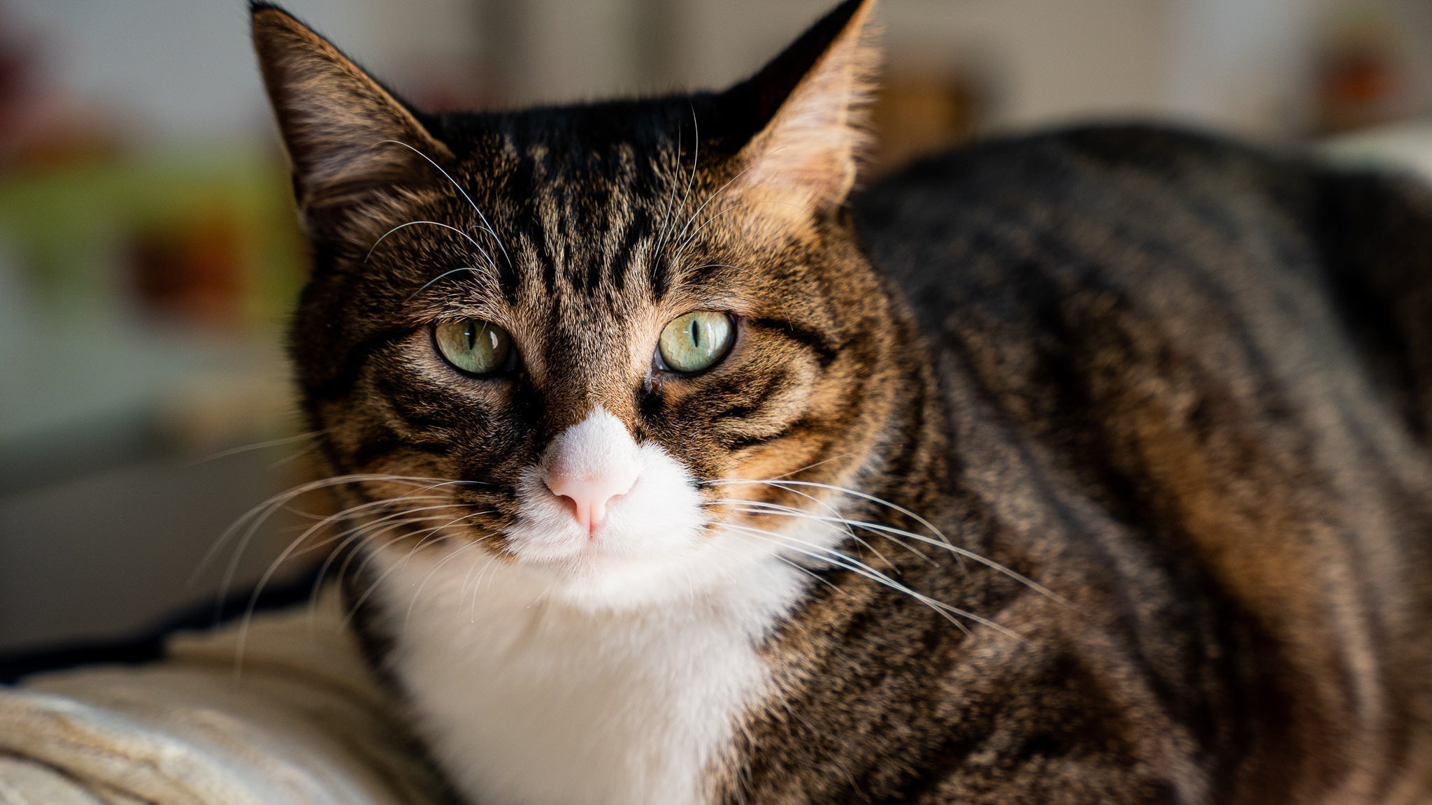 【獣医師執筆】猫の悪性黒色腫（メラノーマ）とは？症状・治療法・早期発見のポイントを解説