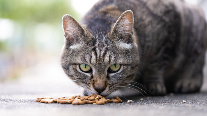 野良猫の餌やりはNG？猫好きなら知っておきたい「ダメな理由」とは