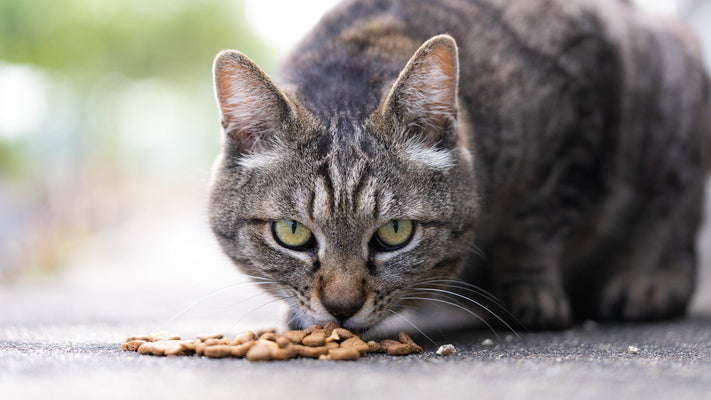 野良猫の餌やりはNG？猫好きなら知っておきたい「ダメな理由」とは