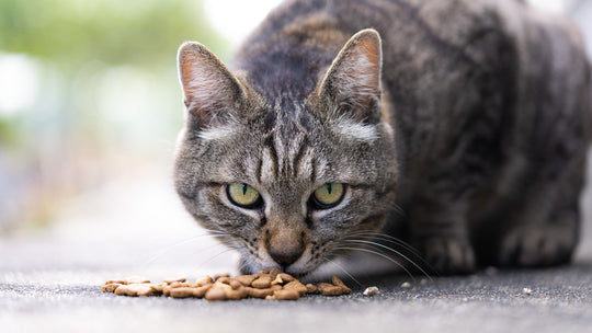 野良猫の餌やりはNG？猫好きなら知っておきたい「ダメな理由」とは