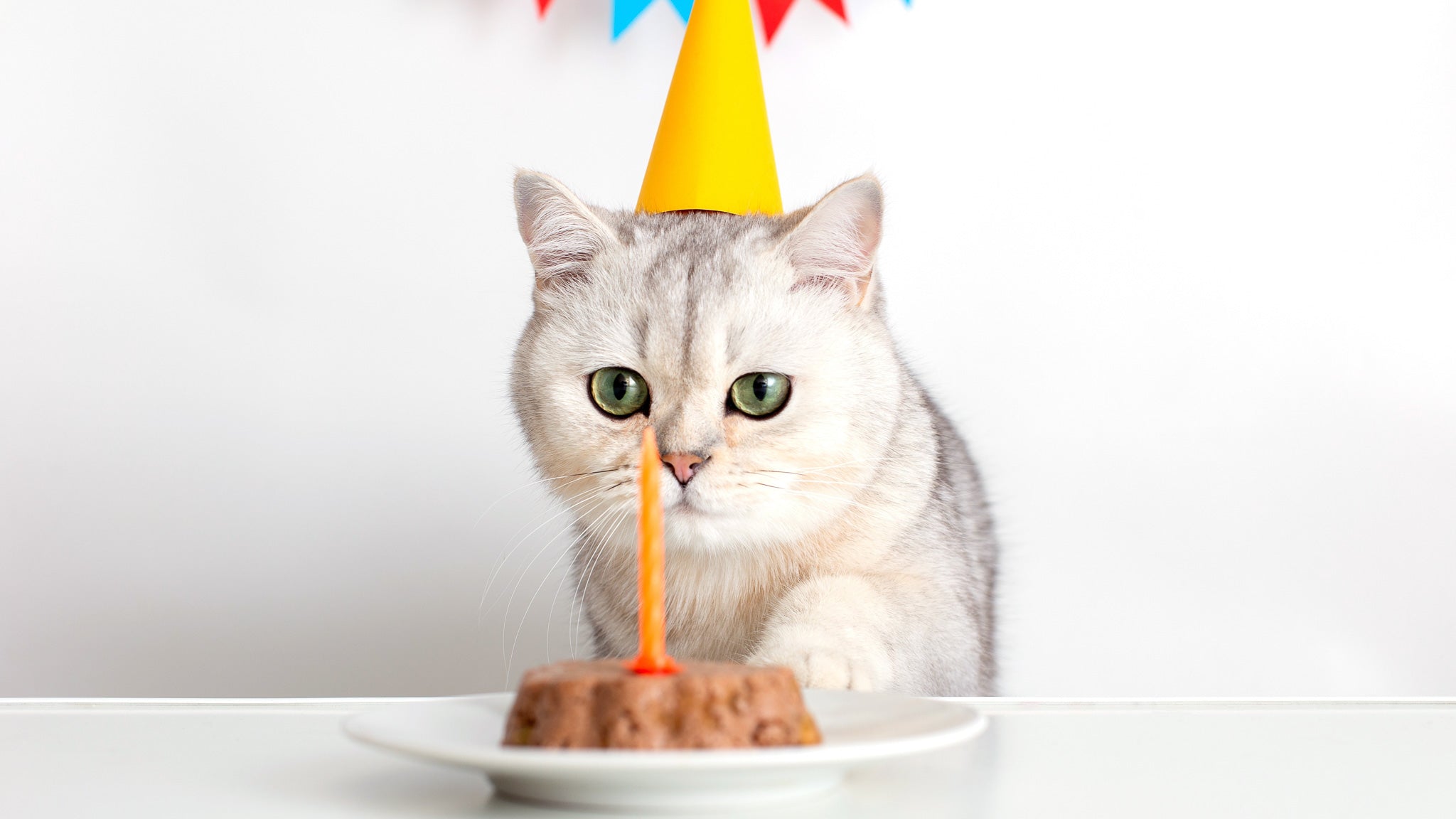 【獣医師執筆】保護猫の誕生日がわからない？年齢の調べ方と「うちの子記念日」のお祝い方法