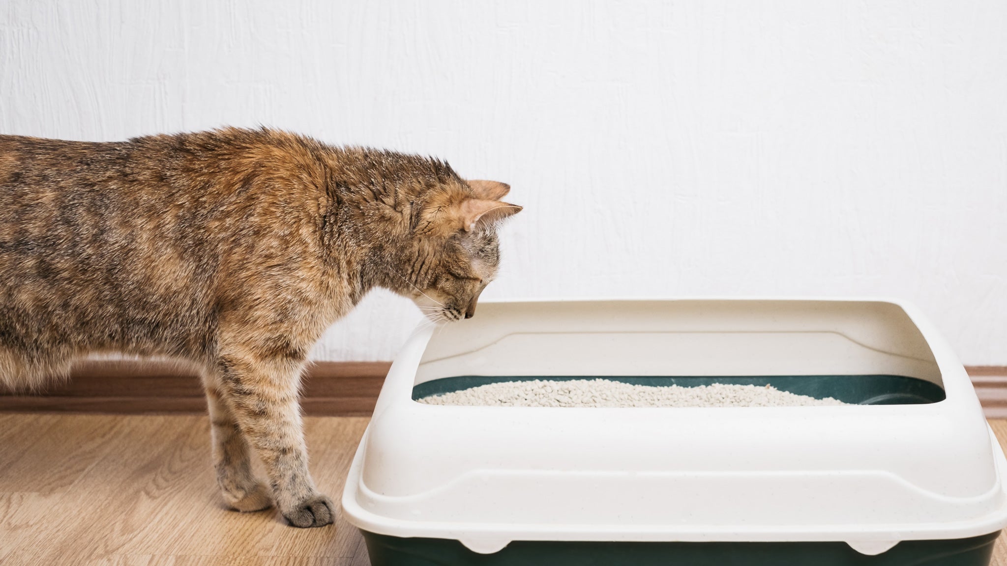 猫の血便の原因と対処法を獣医師が詳しく解説