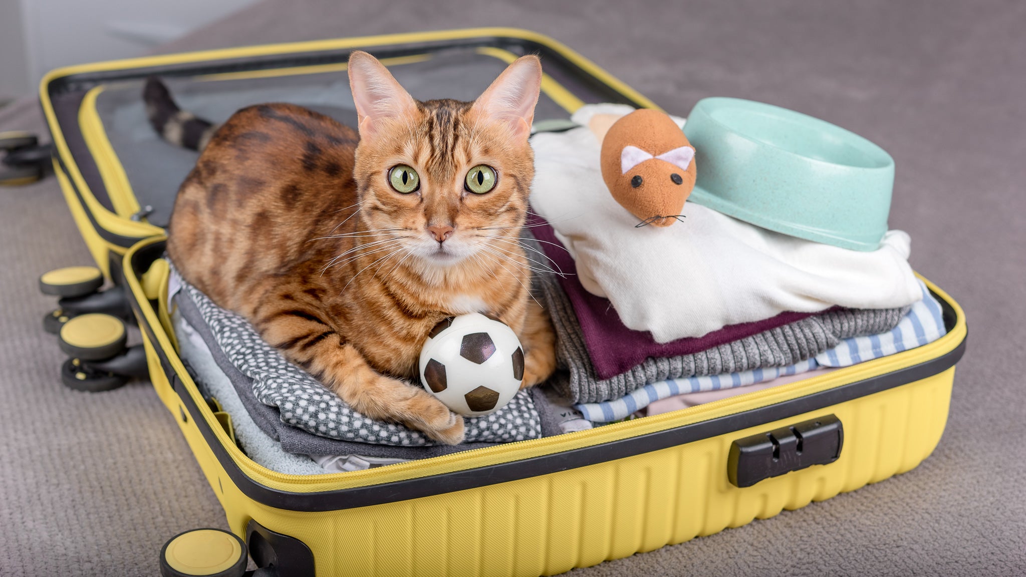猫と一緒に帰省する！持ち物と準備、移動手段を解説