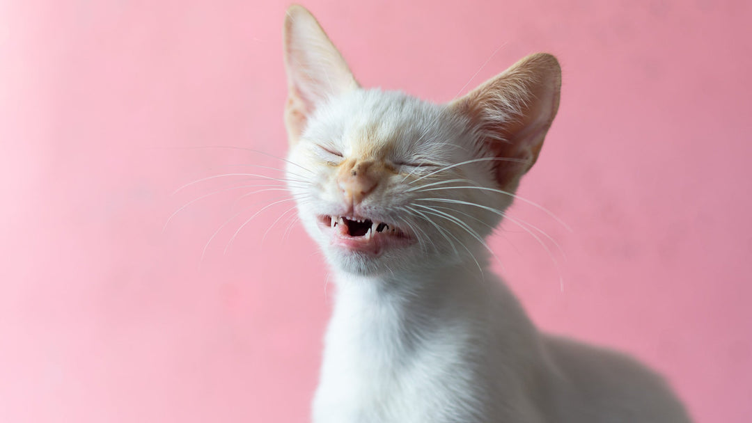 猫にも花粉症はあるの？症状や対策を獣医師が詳しく解説
