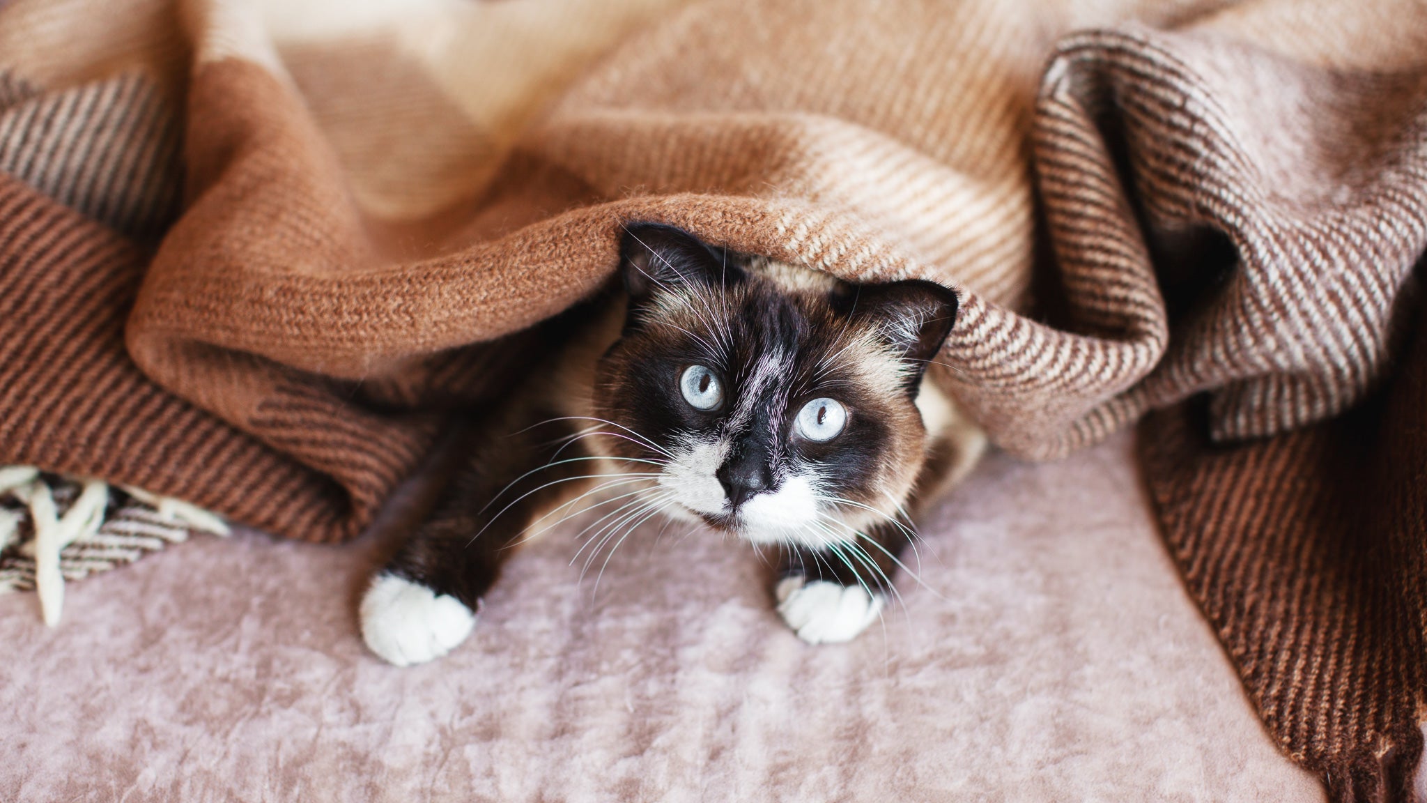 獣医師が解説：猫が冬になりやすい病気と予防対策