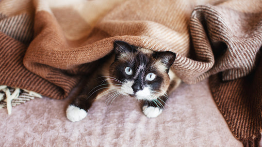 獣医師が解説：猫が冬になりやすい病気と予防対策