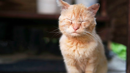 猫の皮膚病の見分け方は？症状や治療法、予防法を獣医師が詳しく解説