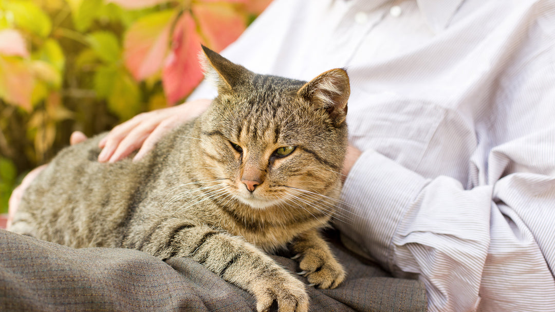 高齢猫の介護はどうする？ 食事や必要なケアについて獣医師が詳しく解説